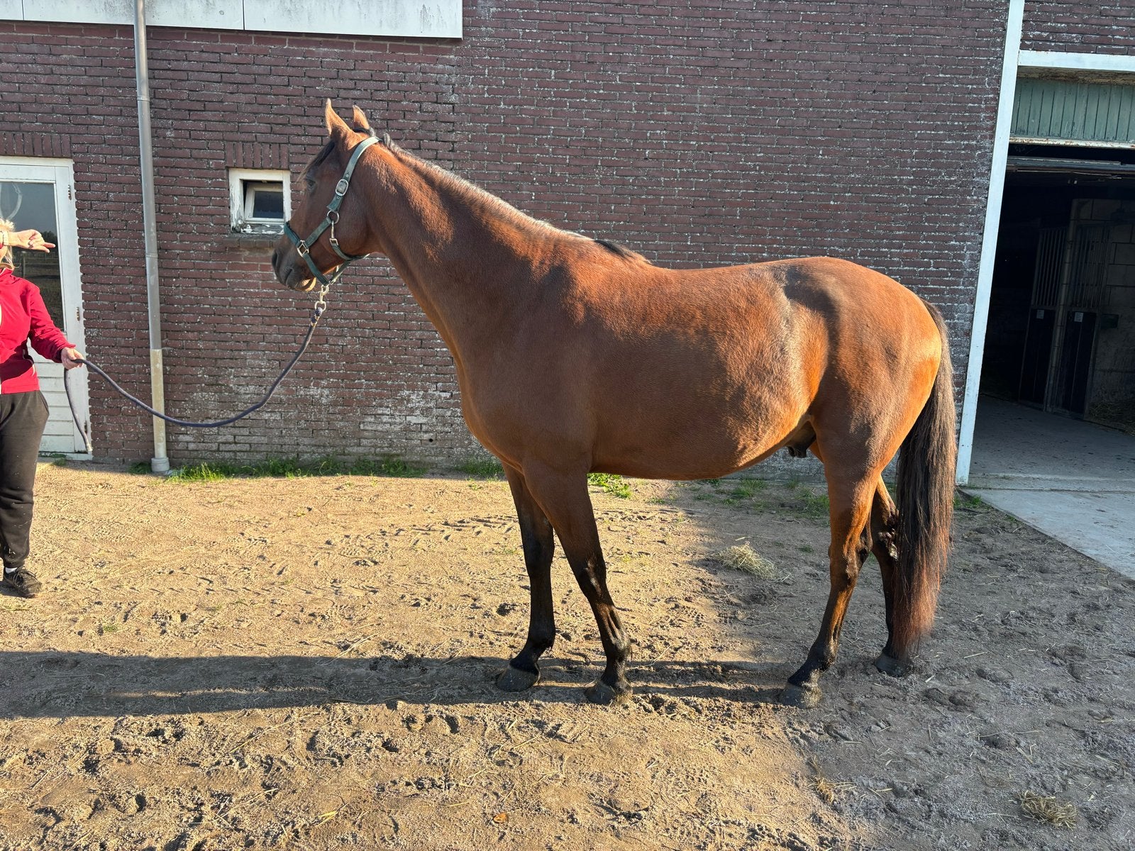 Brave  ruin zoekt een nieuw huisje