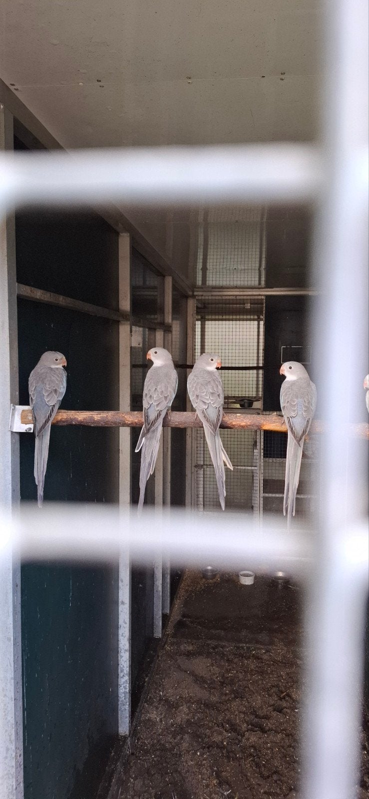 Prinses of wales Blauw, Dieren en Toebehoren, Vogels | Parkieten en Papegaaien, Geslacht onbekend, Parkiet, Geringd