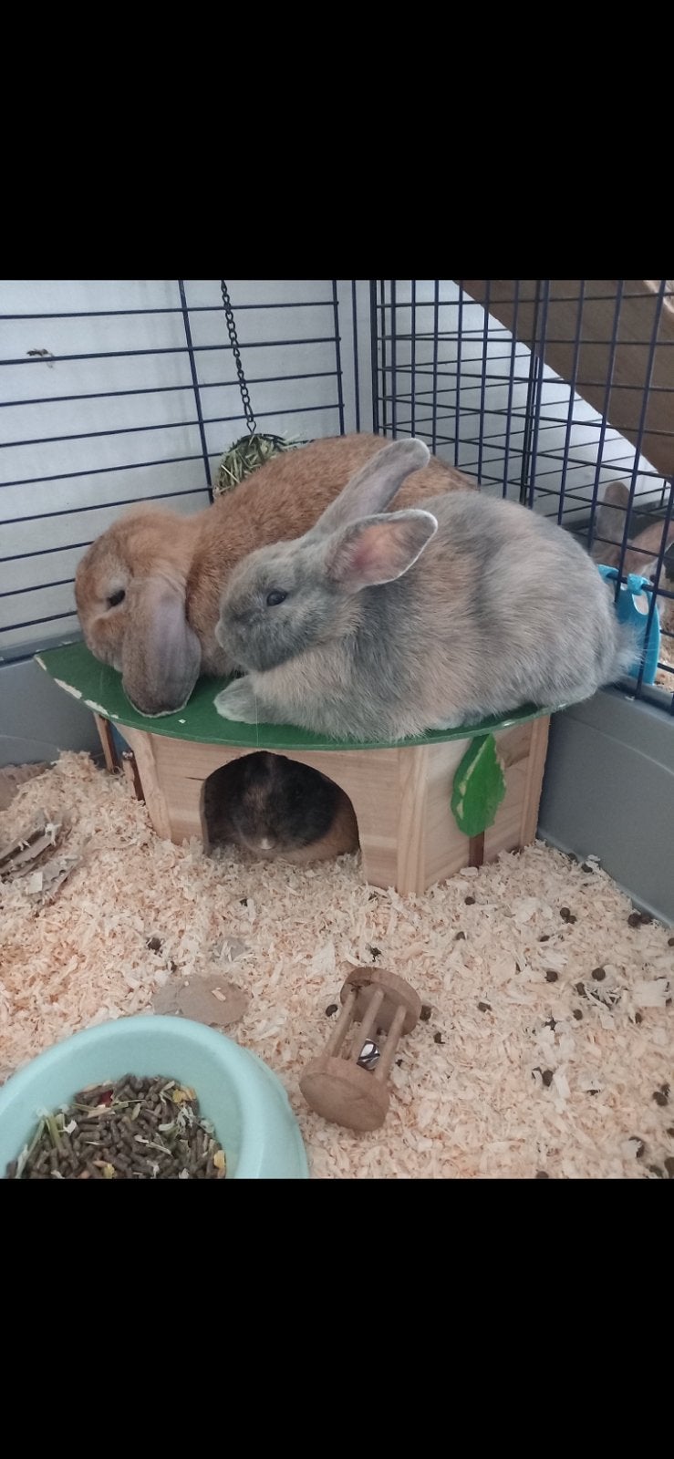 2 konijnen te koop, Dieren en Toebehoren, Ophalen, Verzorging
