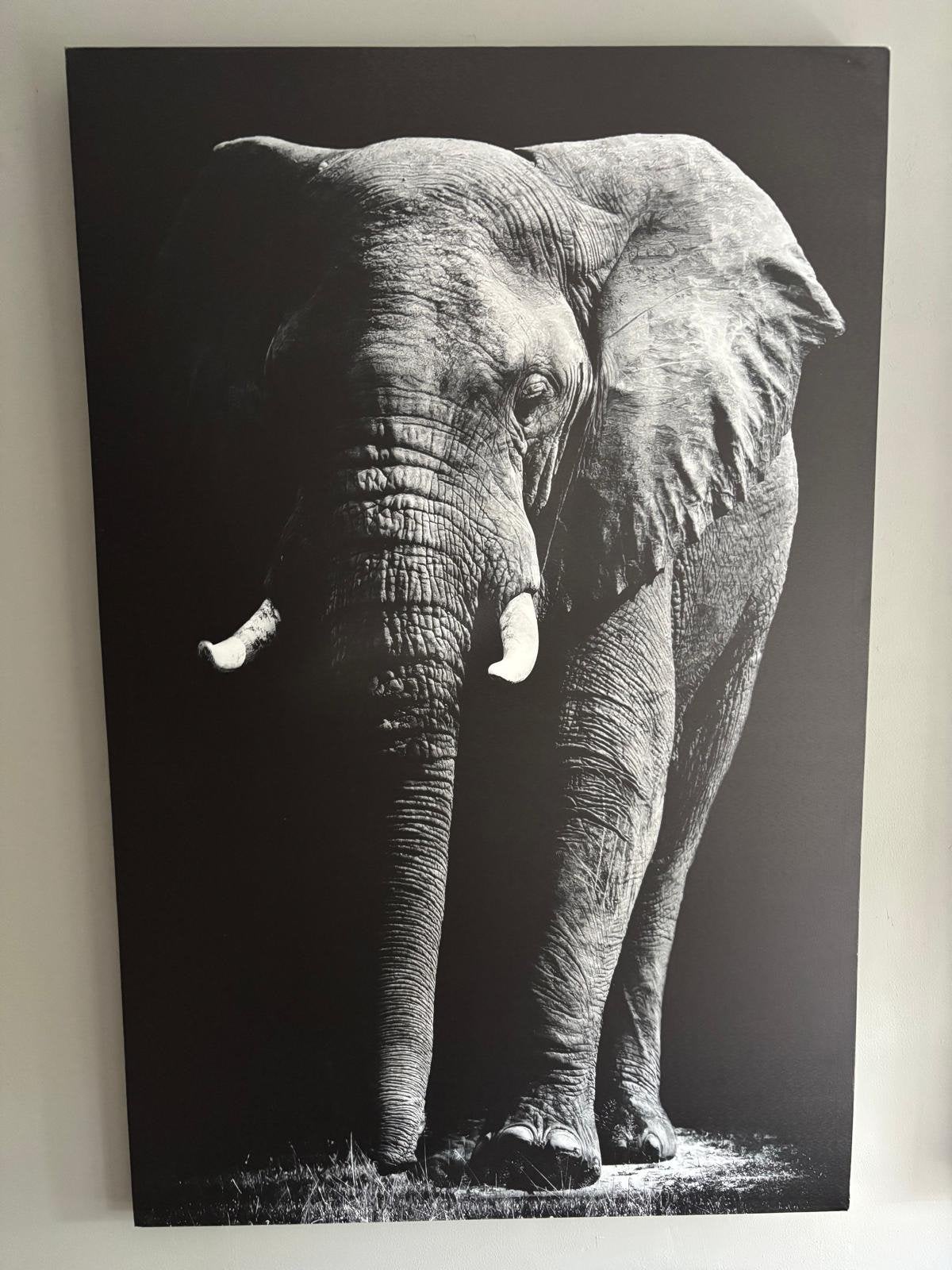 Canvas schilderijen met olifant en luipaard, Ophalen, Gebruikt, Schilderij
