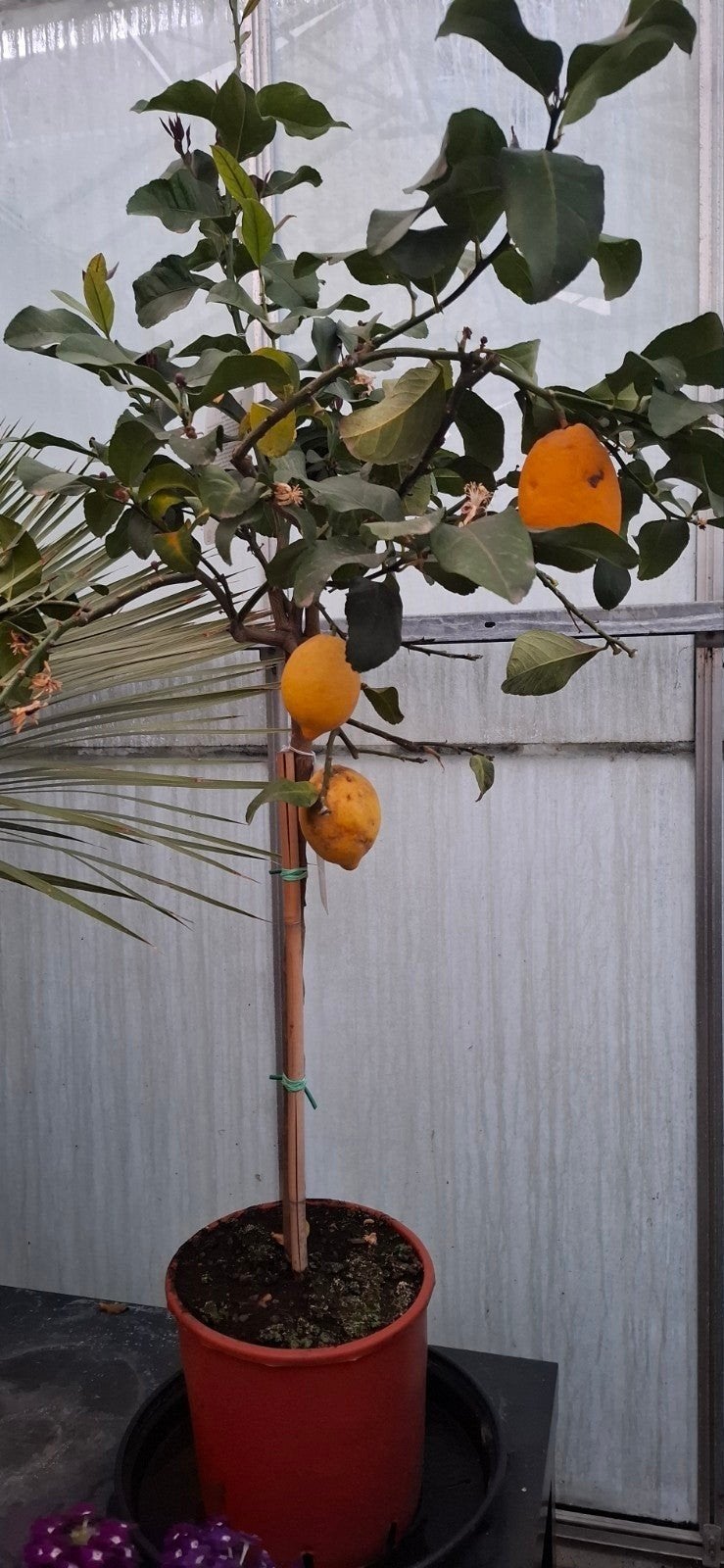 Citrus lemon citroen met gekleurde vruchten., Overige soorten, 100 tot 250 cm, Zomer, Ophalen