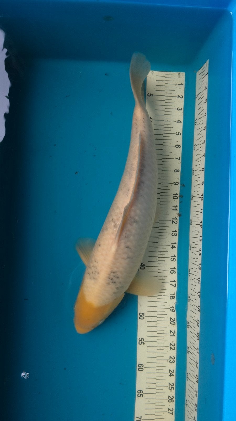 diverse soorten Koi, Dieren en Toebehoren, Vissen | Vijvervissen, Karper of Koi