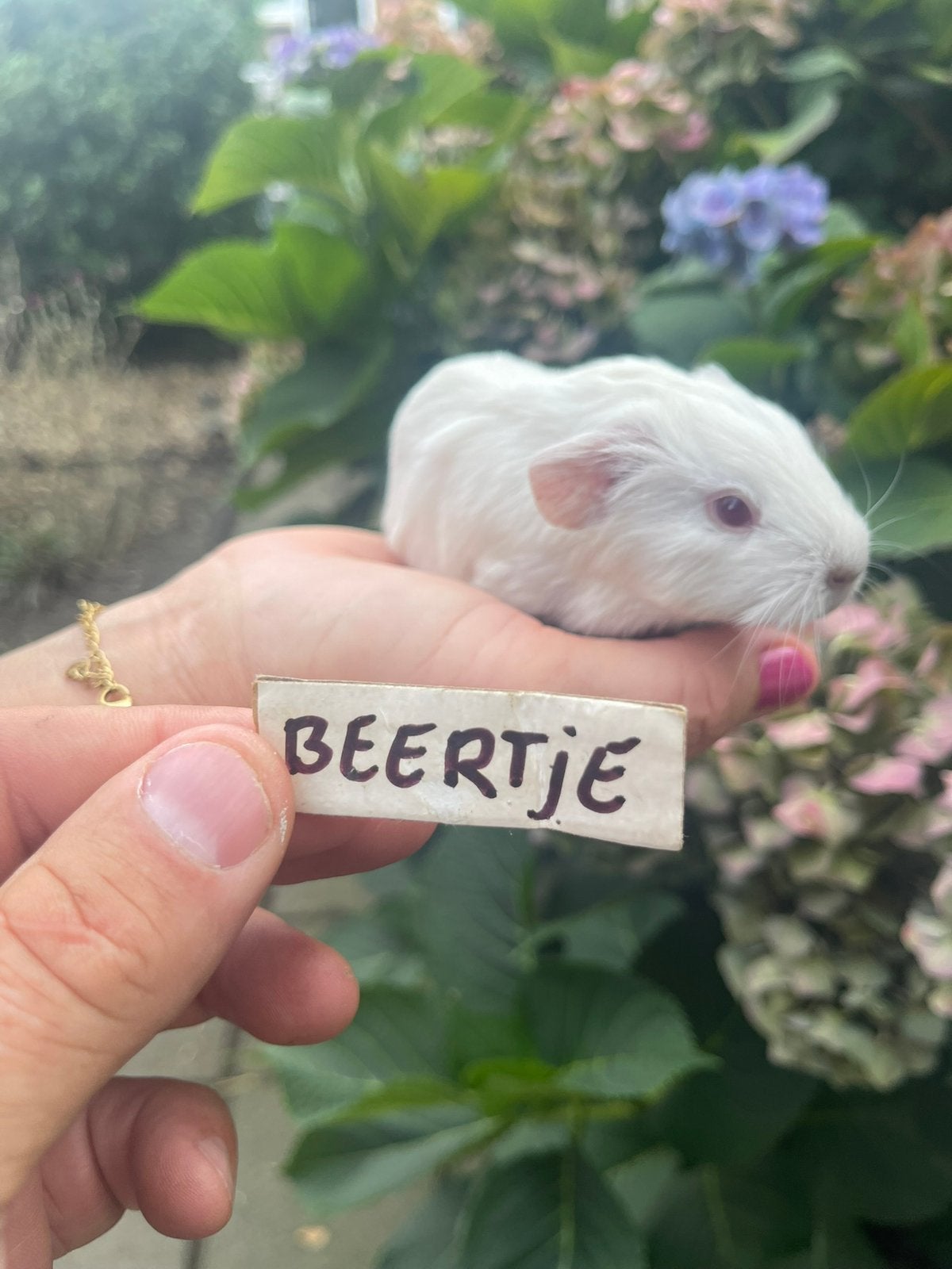 GRATIS jong cavia beertje ongeveer 4 weken oud., Cavia, Augustus, Mannelijk, Tam