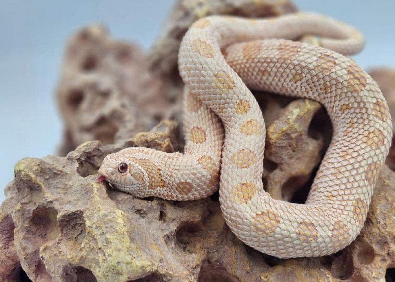 Haakneusslang hognose  vrouw! Arctic conda albino Hognose Snake - female for sale from De Jong