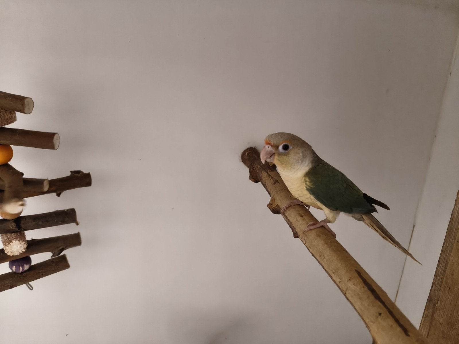 jonge pyrrhura's net zelfstandig leuk om verder tam te maken, Meerdere dieren, Papegaai, Tam