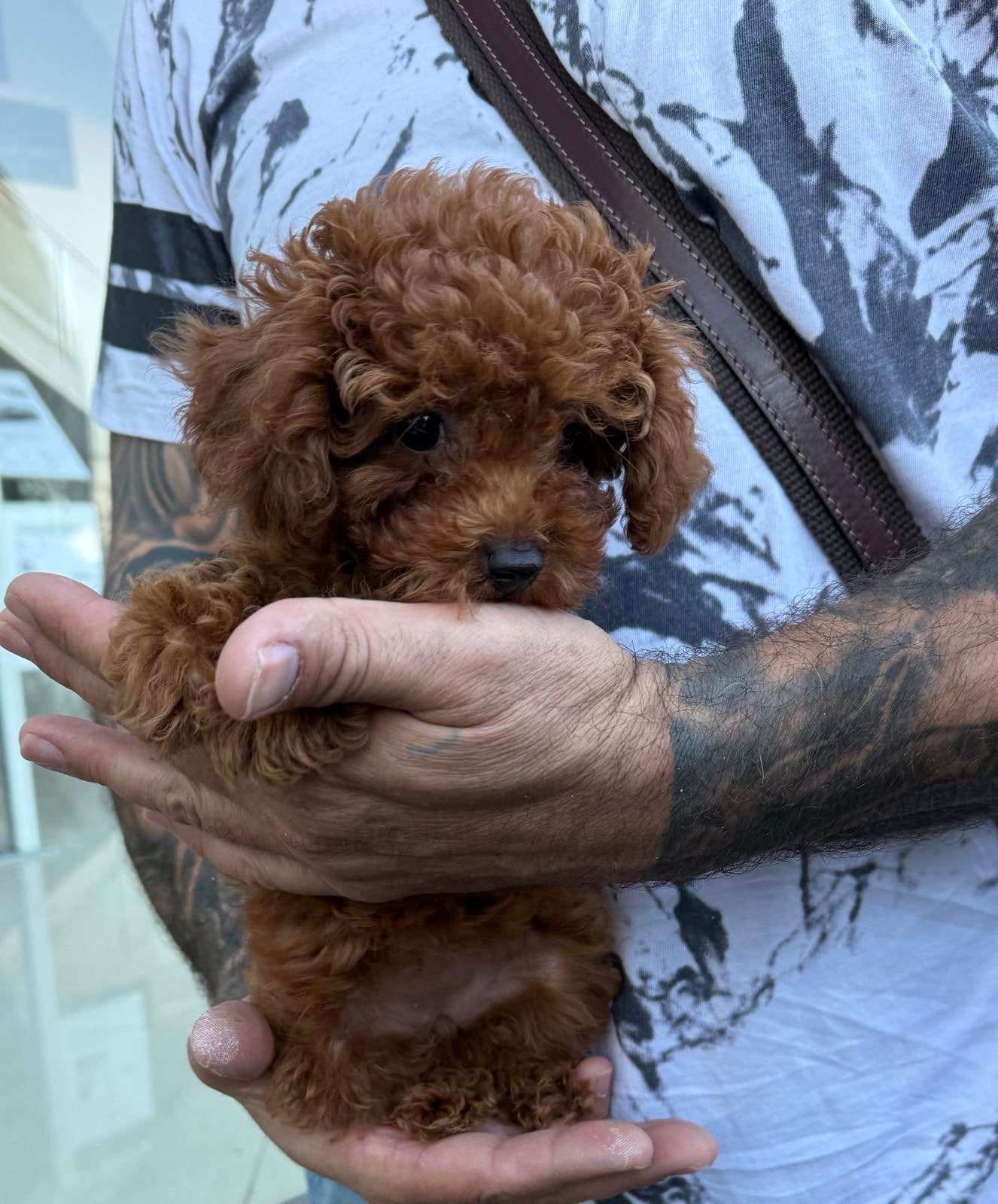 Mini Toy Poodle, Dieren en Toebehoren, Poedel, Reu, 8 tot 15 weken, Buitenland