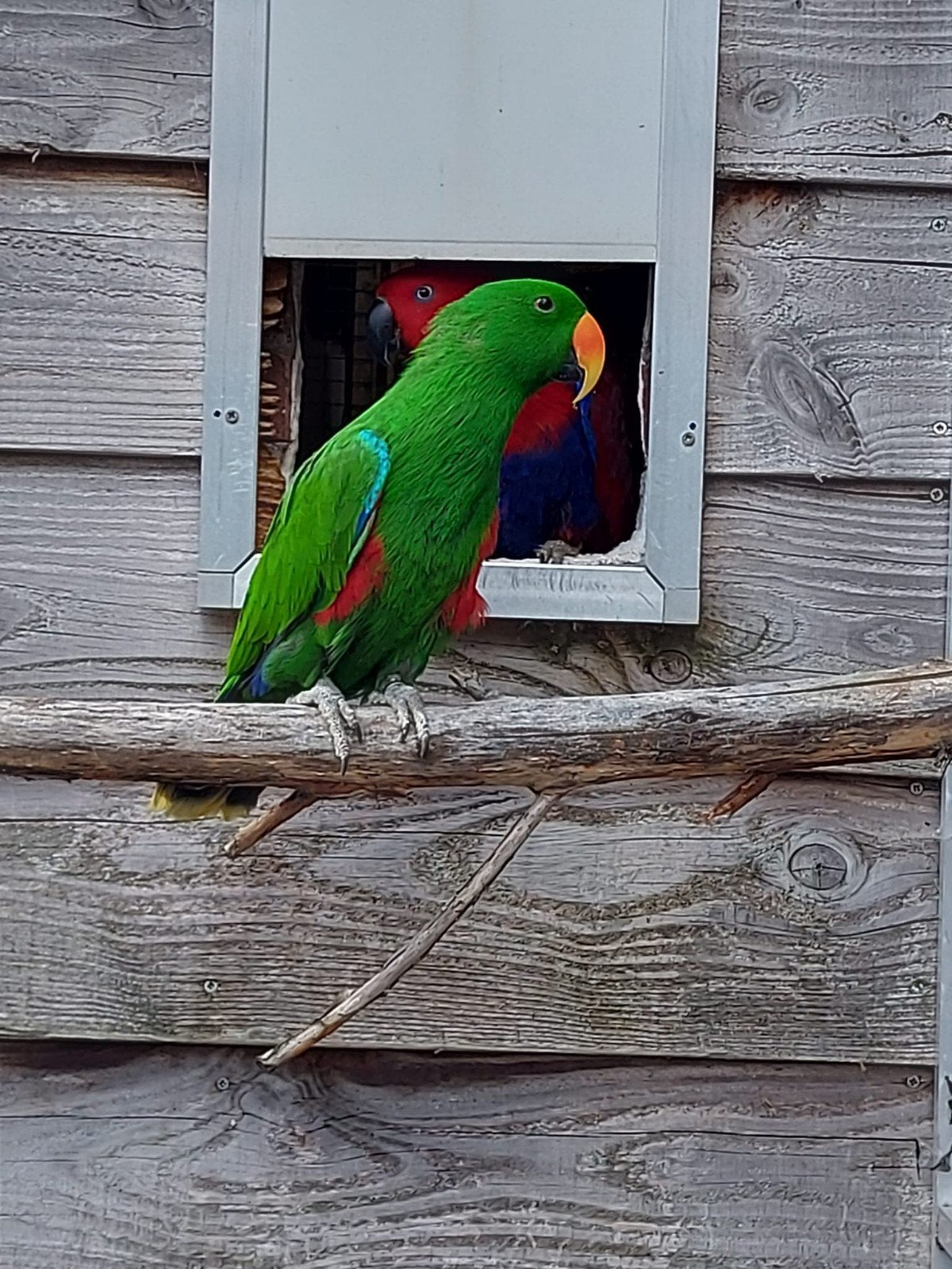 koppel edelpapegaaien, Dieren en Toebehoren, Vogels | Parkieten en Papegaaien, Meerdere dieren, Papegaai, Geringd