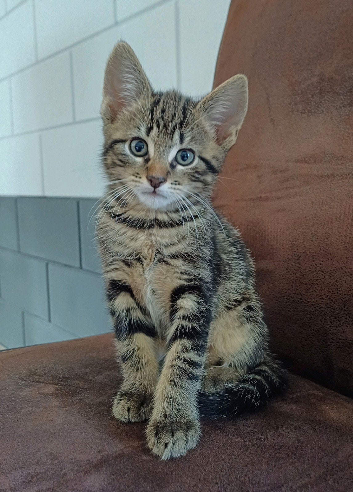 5 lieve kittens, Dieren en Toebehoren, Kater, Kortharig, 0 tot 2 jaar