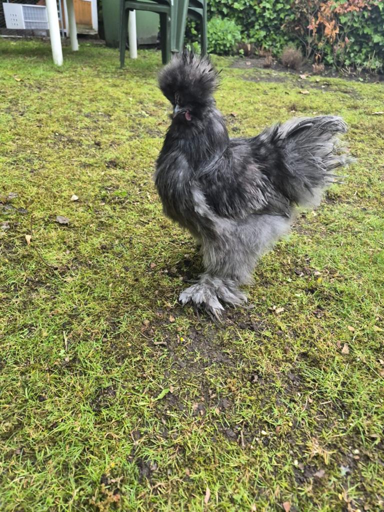 Zwarte/blauwe zijdehoen haan, Dieren en Toebehoren, Pluimvee, Mannelijk, Kip