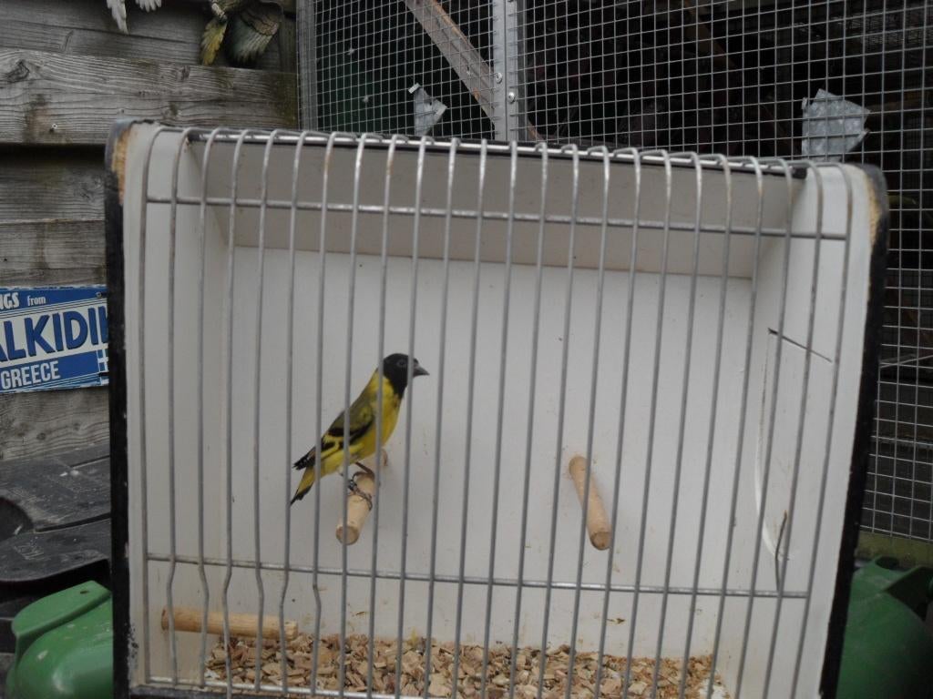 magelaan sijsje [zwartkop], Mannelijk, Tropenvogel