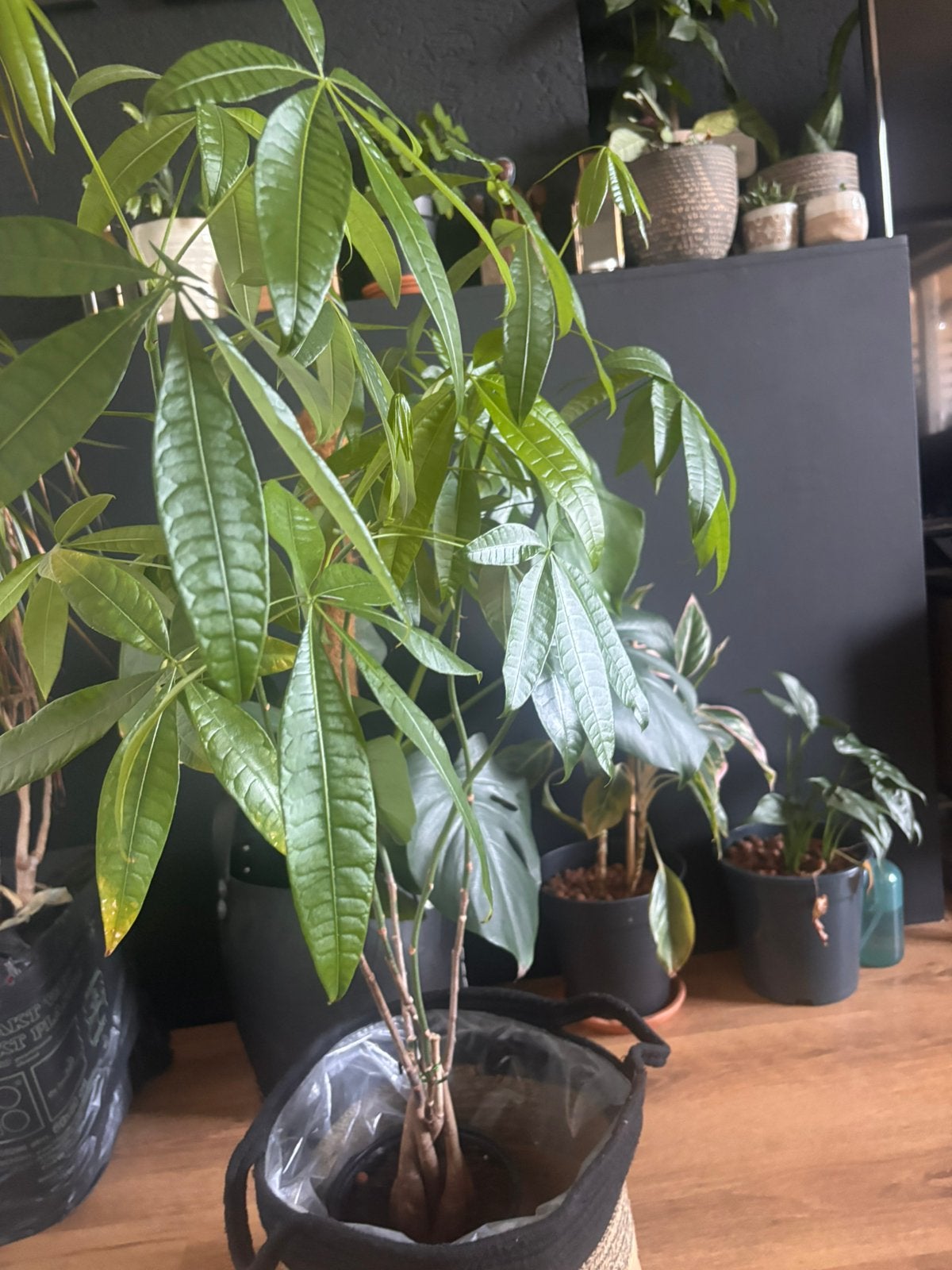 Money plant met mand, Huis en Inrichting, Ophalen, Halfschaduw, Minder dan 100 cm