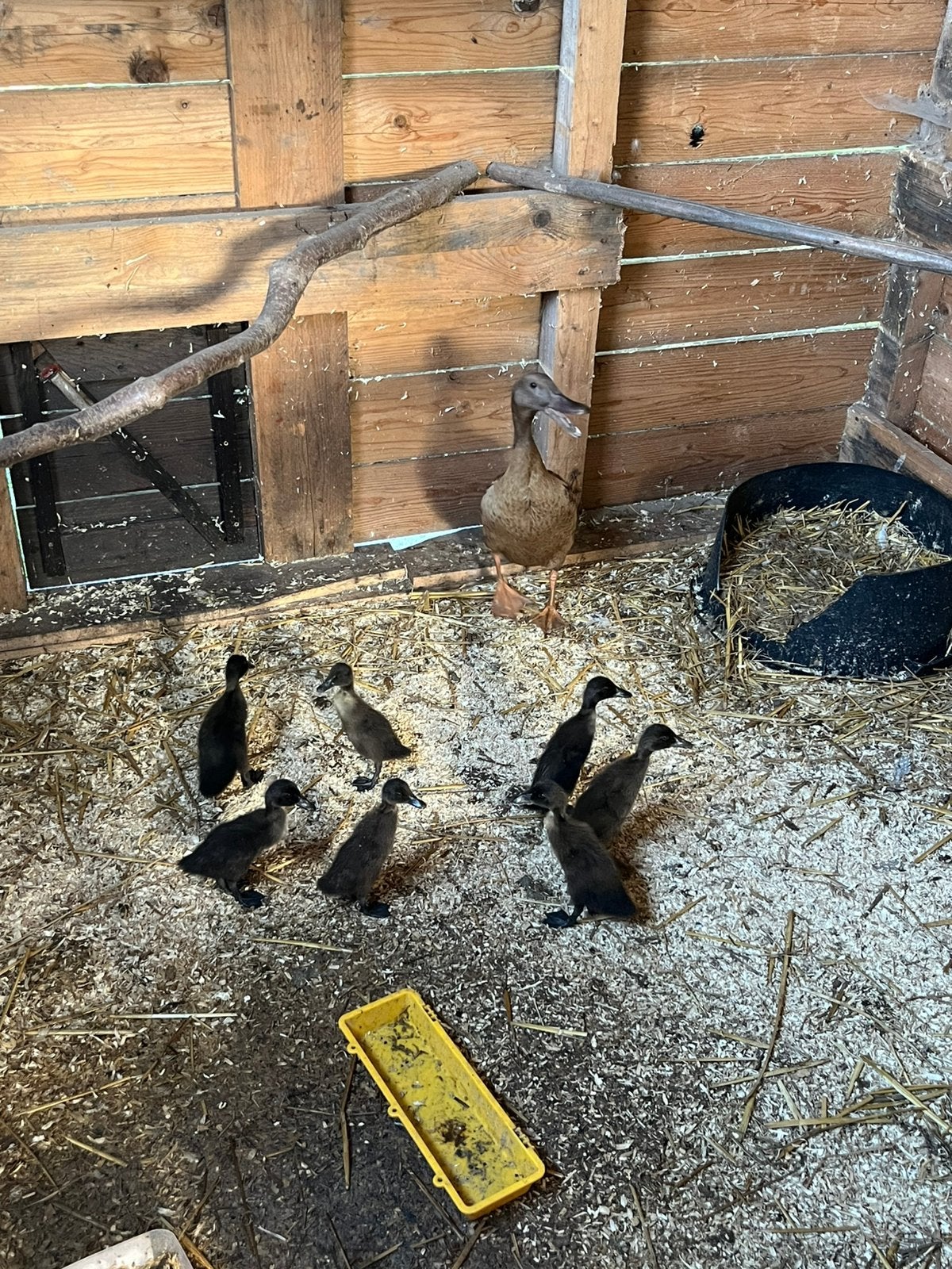 Indische loopeend pullen!, Dieren en Toebehoren, Geslacht onbekend, Eend