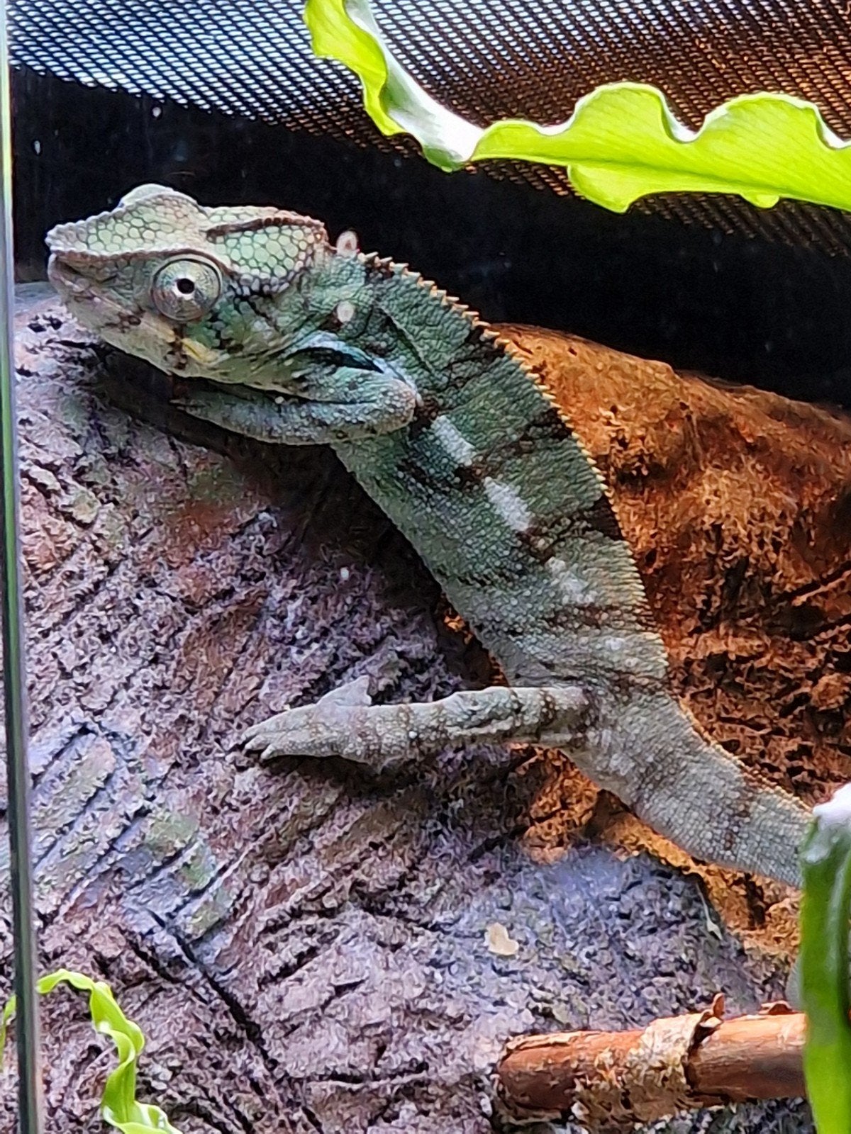 Jonge Panterkameleon (m) (Nosy Be) Chameleon - male for sale from ScalyTales
