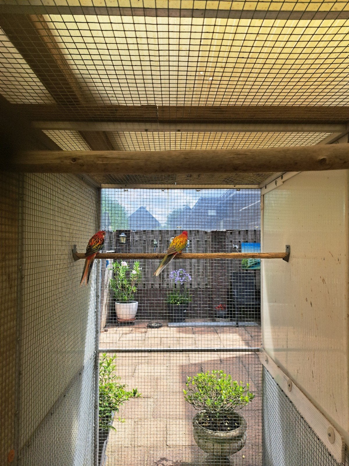 Rosella koppel. man ' 19 pop '17, Dieren en Toebehoren, Meerdere dieren, Parkiet, Geringd