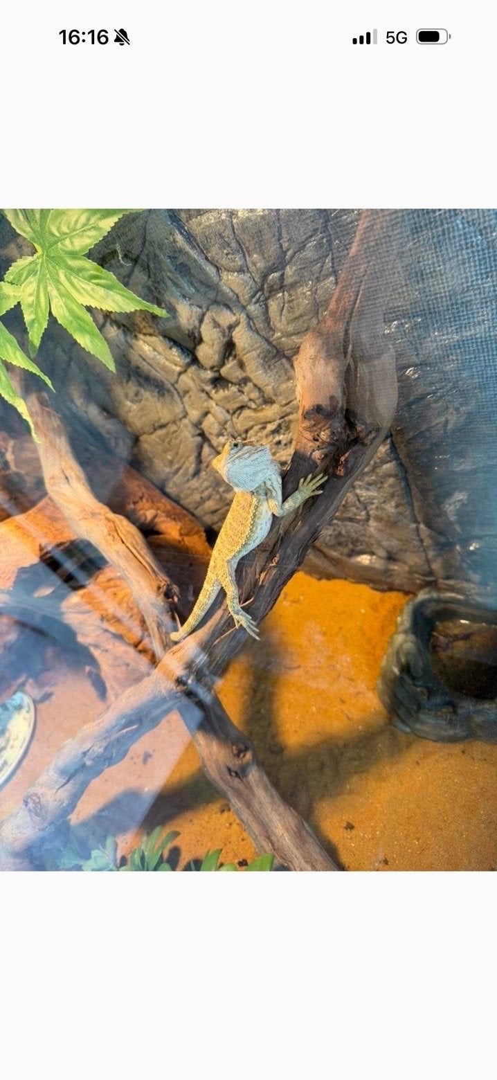 2 jonge baardagamen, Slang, Met terrarium, 0 tot 2 jaar