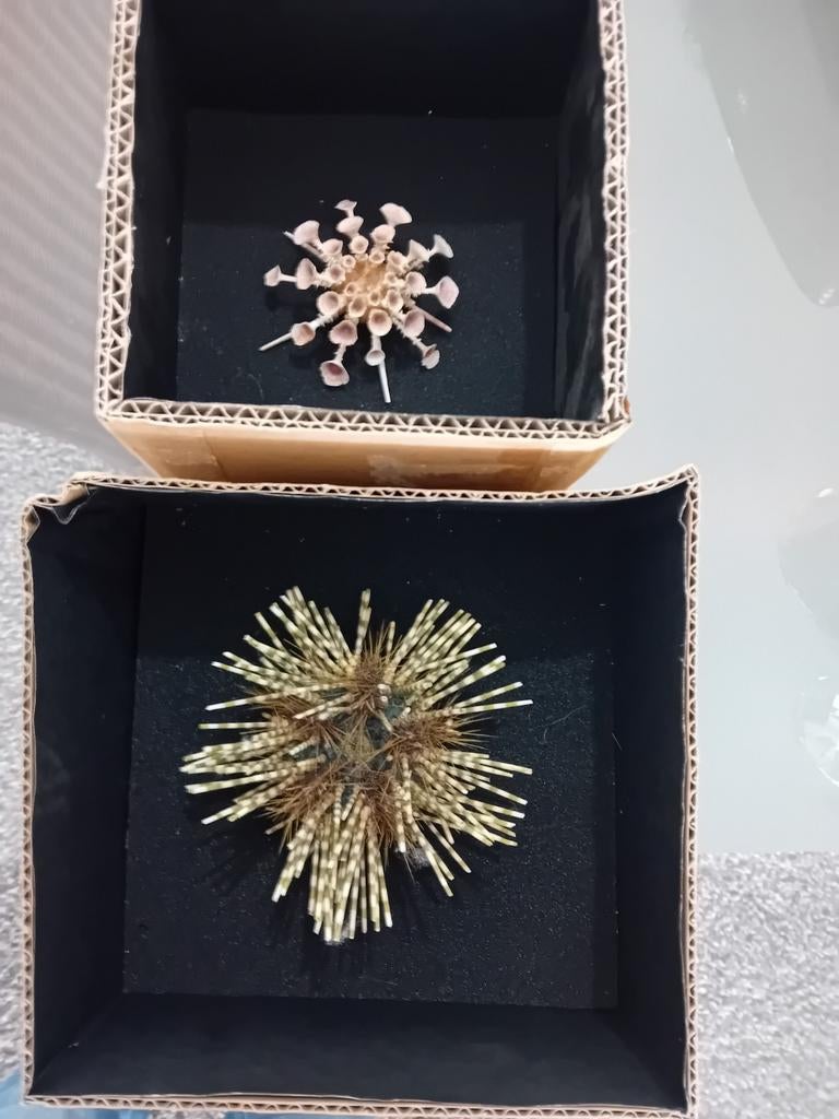 Zee egel, Ophalen of Verzenden