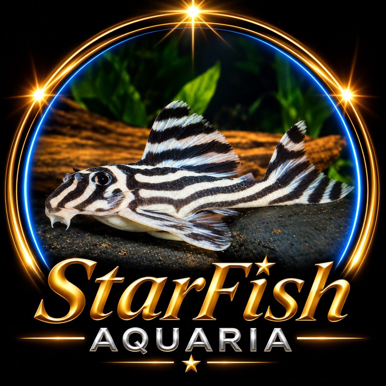 L046 Hypancristus zebra