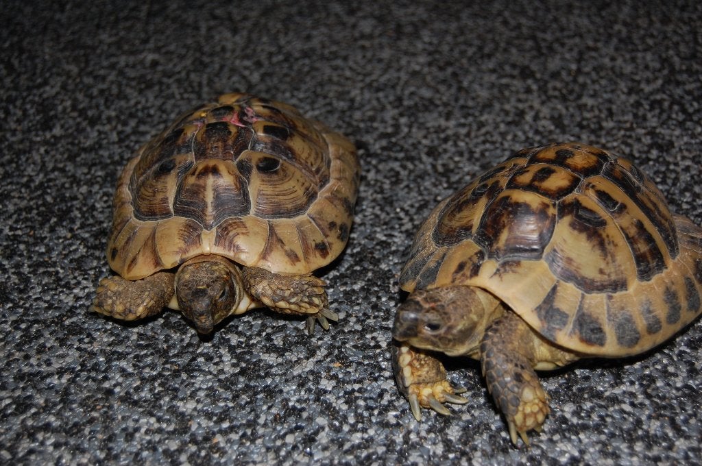 Grieks Schildpadden koppel Tortoise - unknown for sale from Pouwels