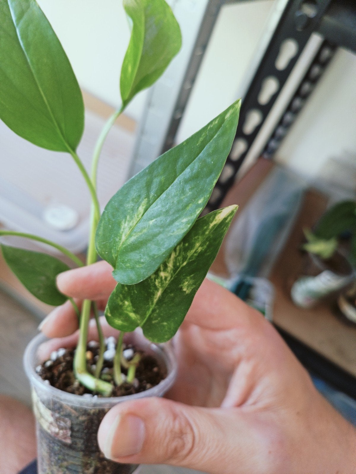 Epipremnum AUREA, Overige soorten, In pot, Minder dan 100 cm, Groene kamerplant