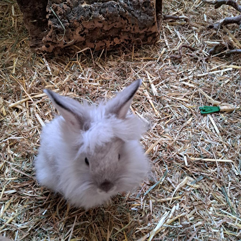 Angora/hangoor konijntjes., Dieren en Toebehoren, Mannelijk, Dwerg, Hangoor