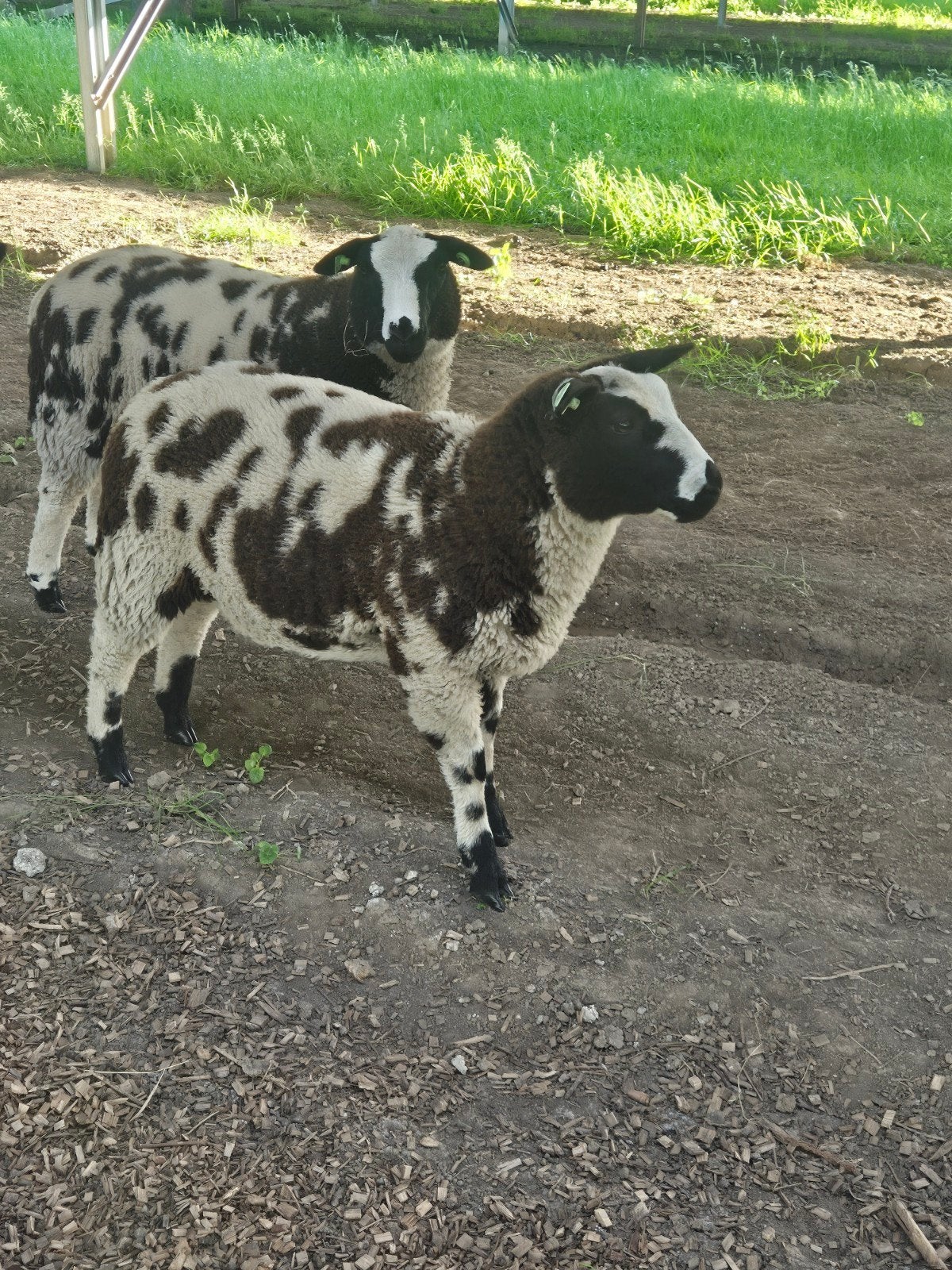 Mooi bonte ooilammeren, Dieren en Toebehoren, Vrouwelijk, Schaap, 0 tot 2 jaar