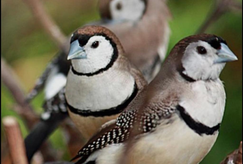 1-1 bichenowastrilde, Meerdere dieren, Geringd