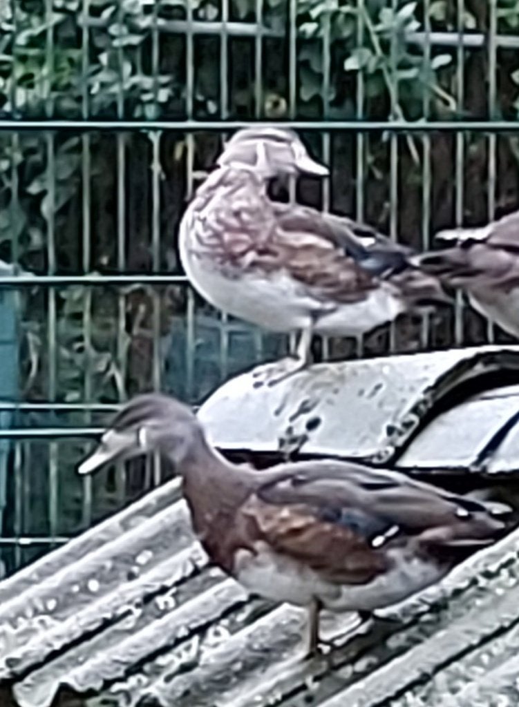 Carolina eenden, Meerdere dieren, Tam