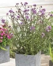 verbena bonariensis (ijzerhard), Tuin en Terras, Vaste plant, Halfschaduw, Zomer, Ophalen