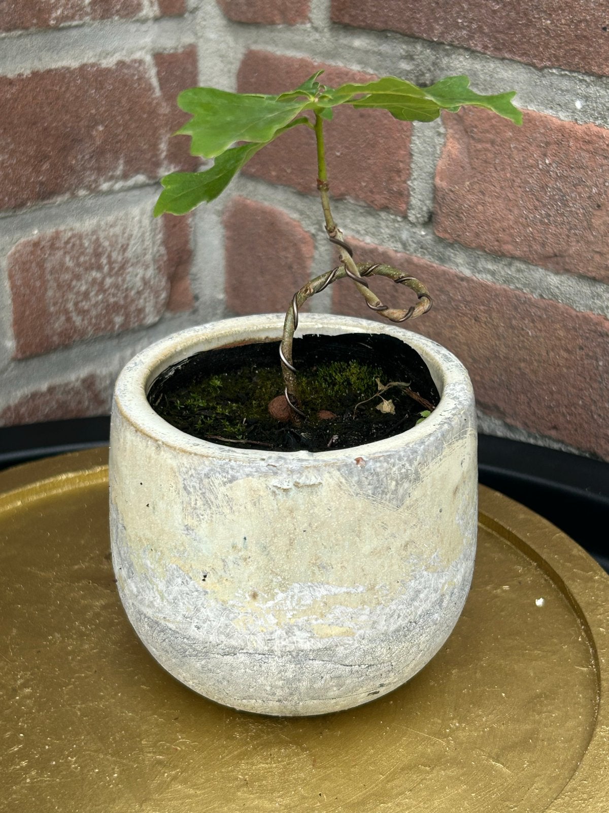 Pre-bonsai in pot - Eik (Quercus), Volle zon, Vaste plant, Bloeit niet, Ophalen