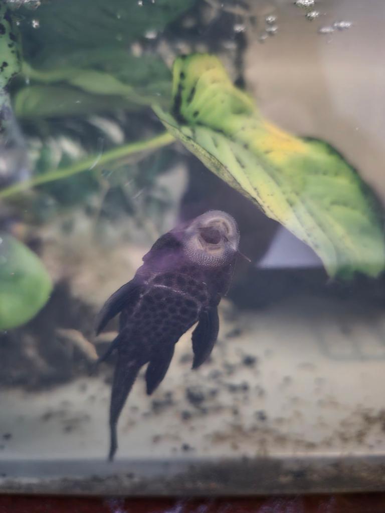 Algeneters Pleco, Vis