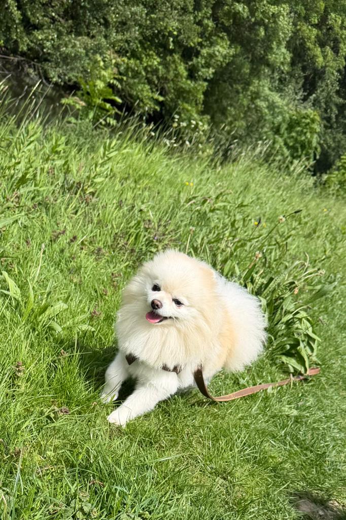 Witte Pomeranian DEKREU (niet te koop!), Reu, Eén hond, 3 tot 5 jaar, Nederland