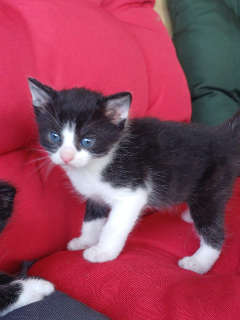 Kittens