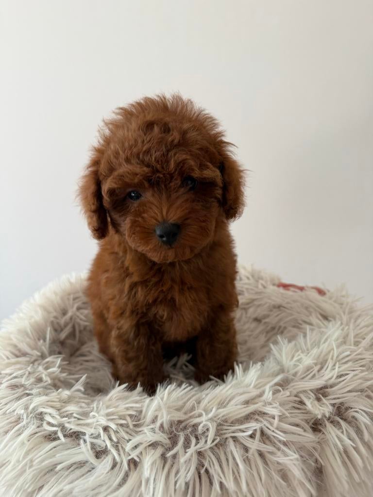 Toy poedel pup mini red Chinese lijn reu!, Dieren en Toebehoren, Poedel, Parvo, Reu, 8 tot 15 weken