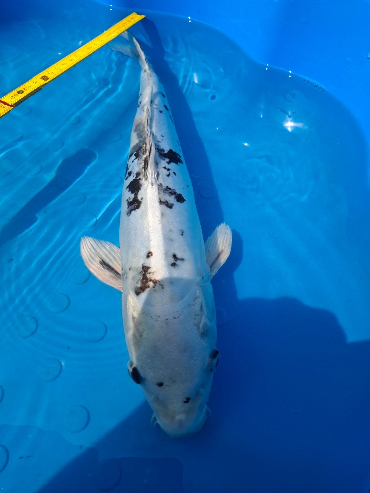 Shiro Utsuri koi kweker Sakazume (Japanse koi), Karper of Koi