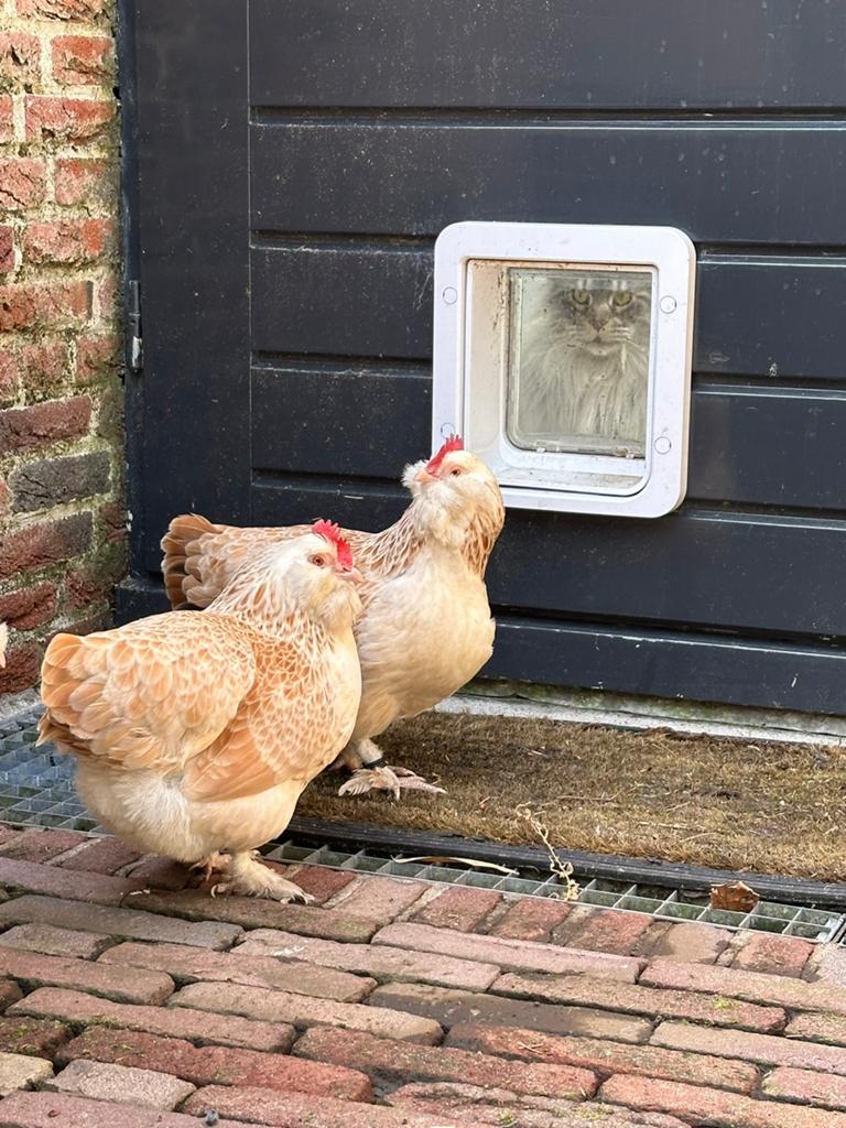 Gezocht: Faverolles krielkuikens of faverolle hennen, Dieren en Toebehoren, Pluimvee, Vrouwelijk, Kip
