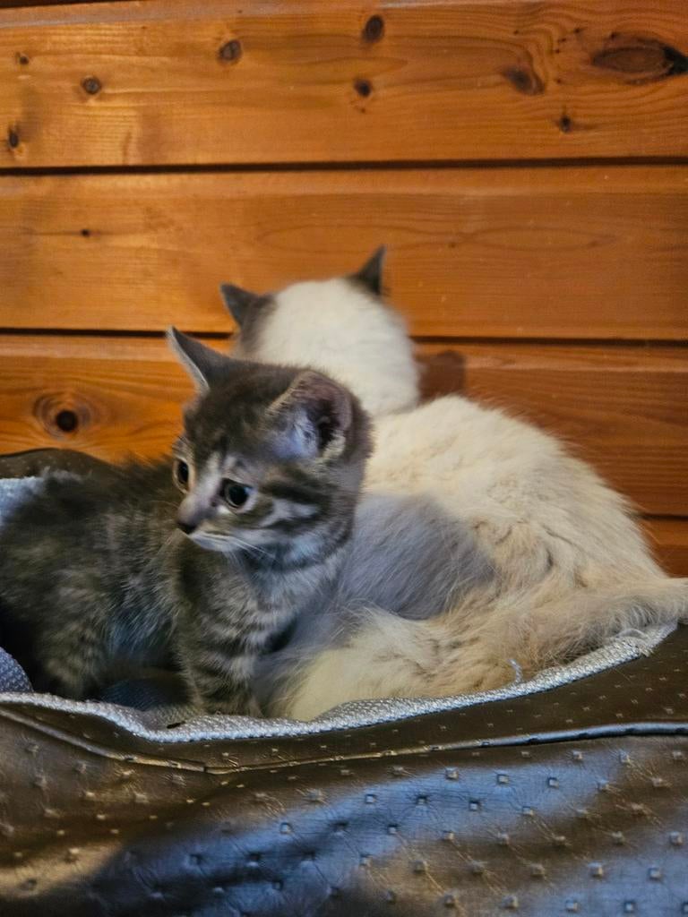Ragdollkittens, mogen al weg, Dieren en Toebehoren, Meerdere dieren, Kortharig, 0 tot 2 jaar