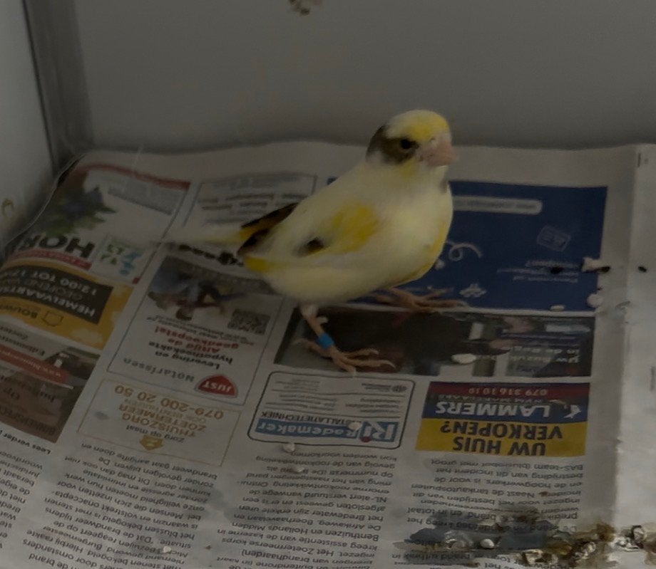 Kanarie harlekijn pop, Dieren en Toebehoren, Vogels | Kanaries, Vrouwelijk, Kleurkanarie