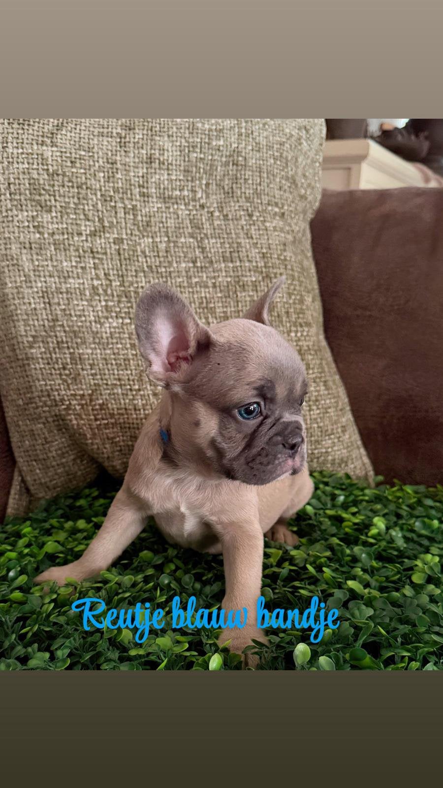 Fransebulldog puppys, Dieren en Toebehoren, Honden | Bulldogs, Pinschers en Molossers, Reu, Bulldog, Particulier, Meerdere, Nederland