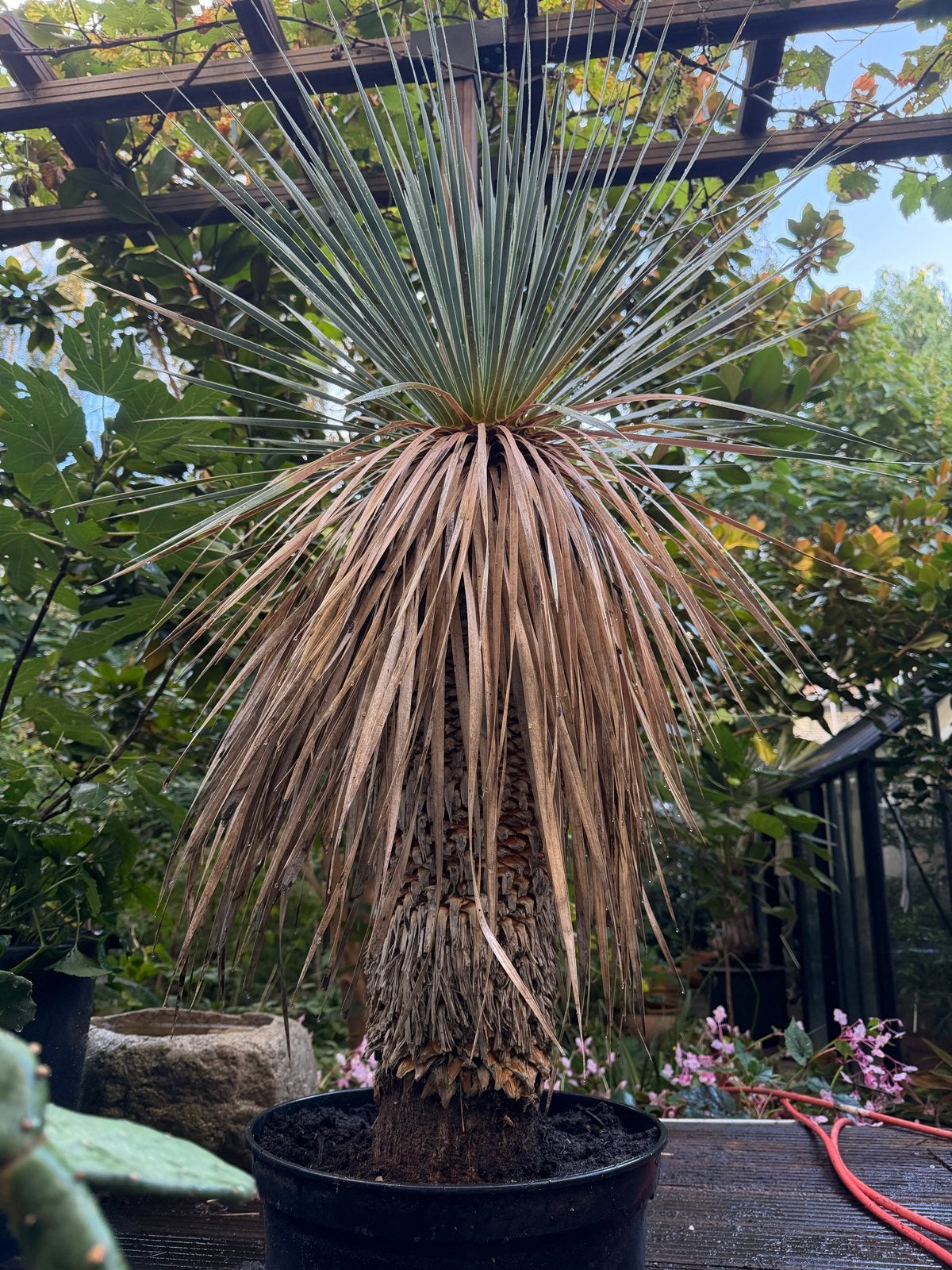 Yucca rostrata - Blue Swan, Tuin en Terras, Volle zon, Vaste plant, Zomer, Ophalen