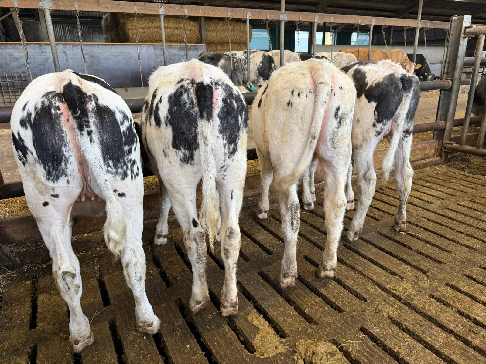 6 blauwe pinken te koop, Dieren en Toebehoren, Runderen, Vrouwelijk