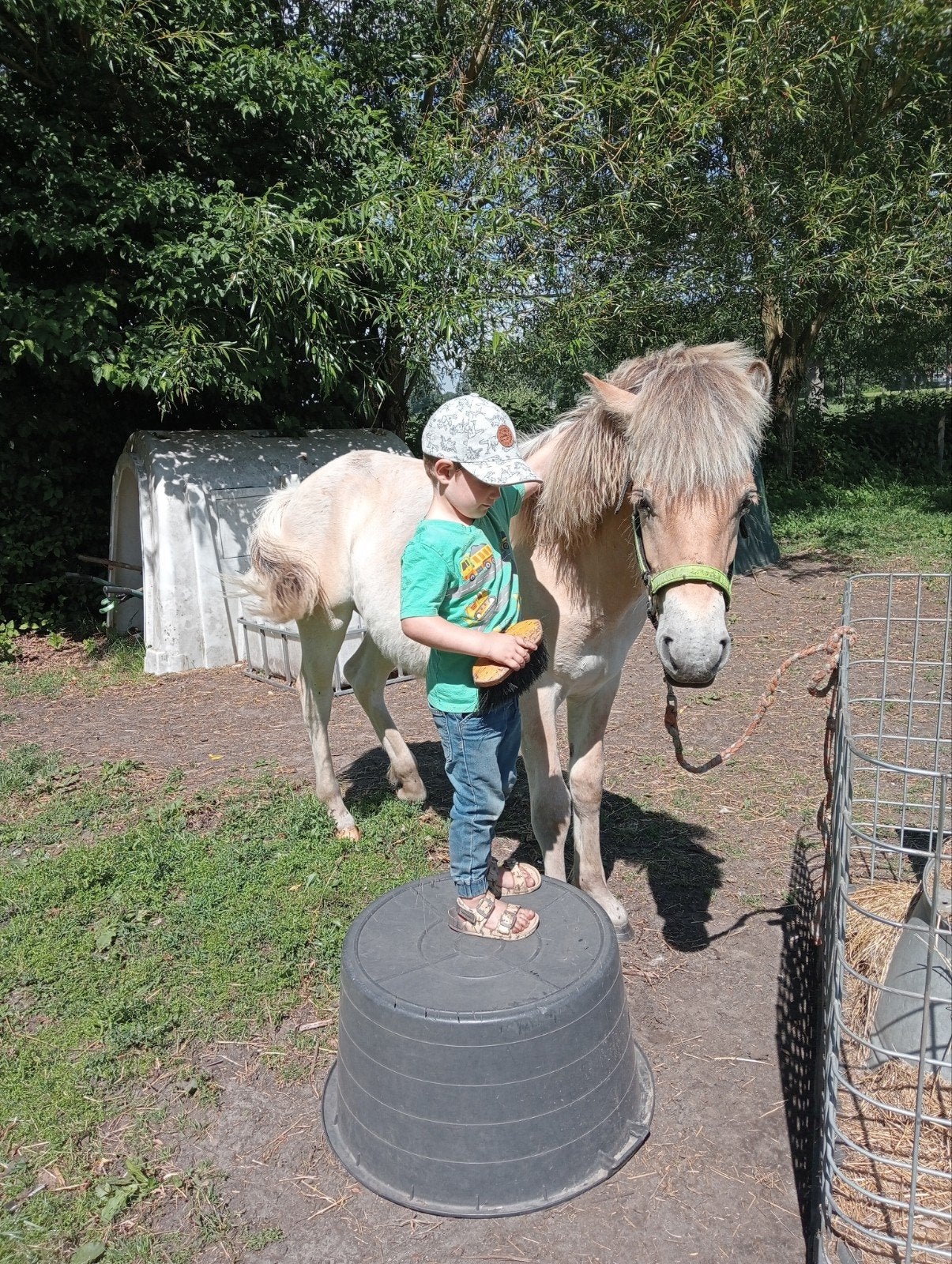 Knappe lieve sociale fjorden jaarling🩵🩵, Dieren en Toebehoren, Hengst