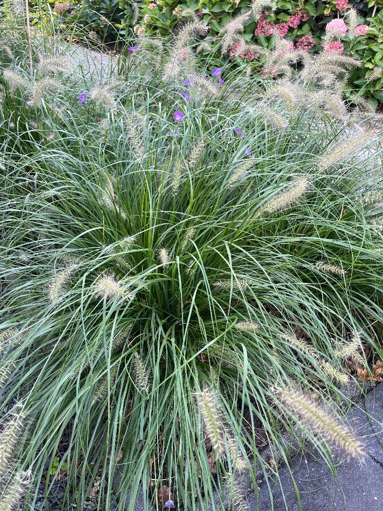 Lampenpoetsgras Hameln (pennicetum alopecuroides), Tuin en Terras, Ophalen, Volle zon, Vaste plant, Siergrassen