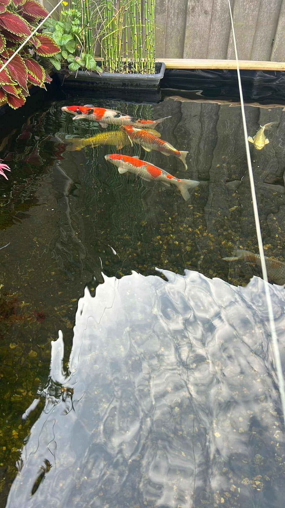 Goshiki te koop 40 cm -/+, Dieren en Toebehoren, Karper of Koi