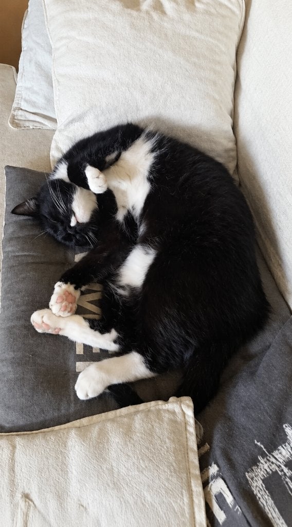 Gouden mandje gezocht via opvang 3 lieve zusjes, Meerdere dieren, Kortharig, 6 jaar of ouder