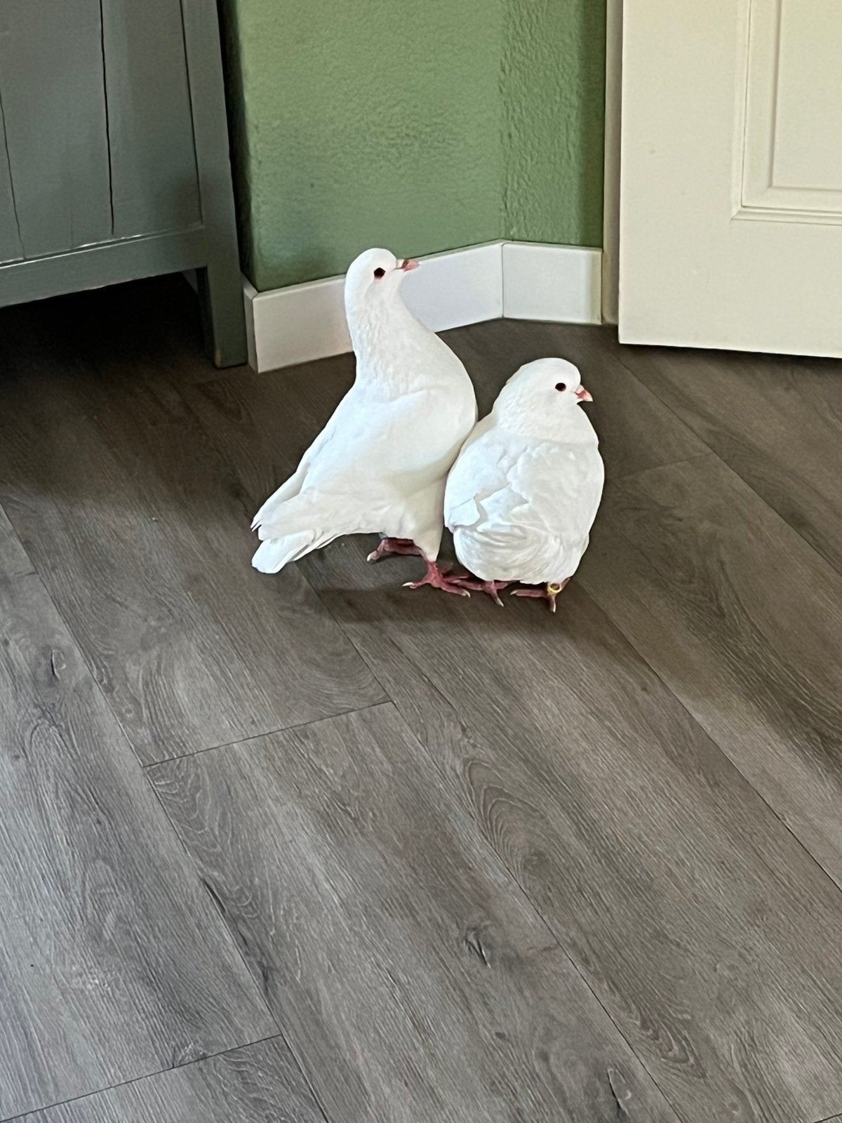 Kingduiven, Meerdere dieren