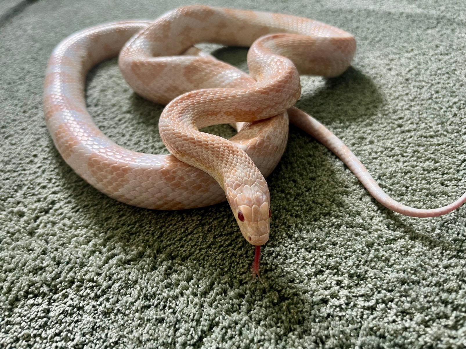 Albino Korenslang (Pantherophis guttatus)