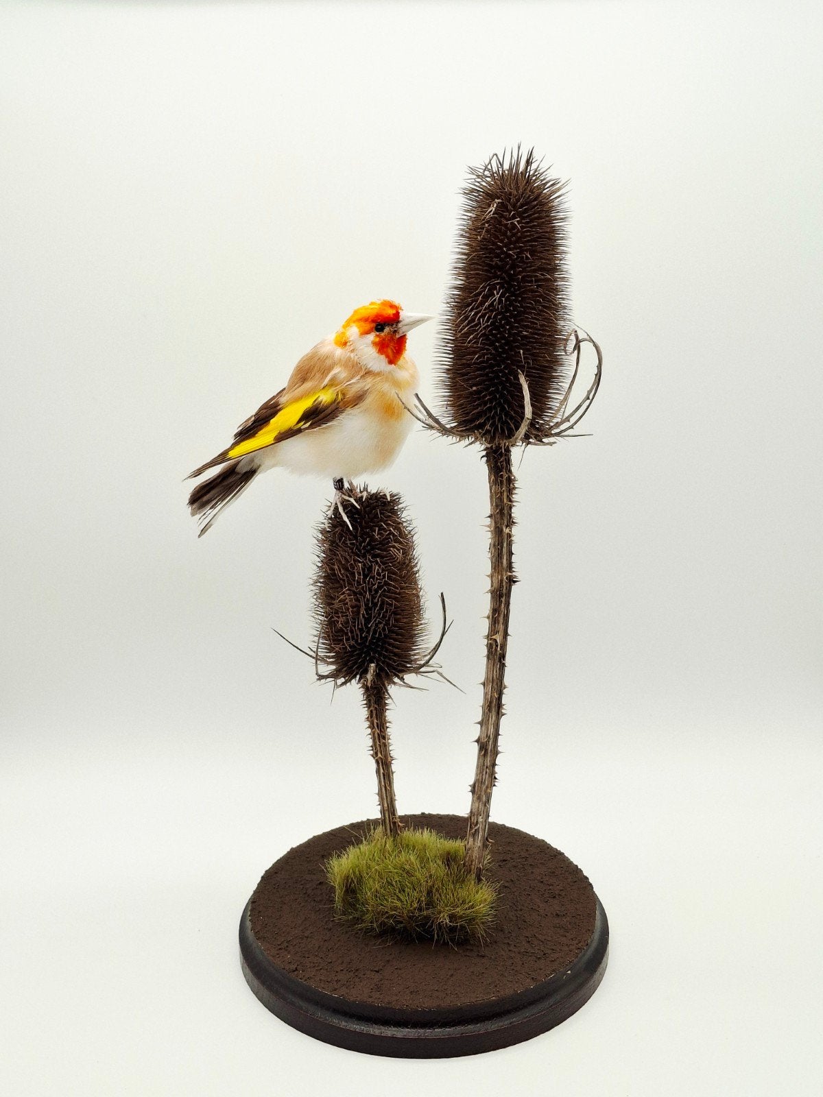 Taxidermie Putter op gedroogde kaardebol, Verzamelen, Ophalen of Verzenden, Nieuw, Vogel, Opgezet dier