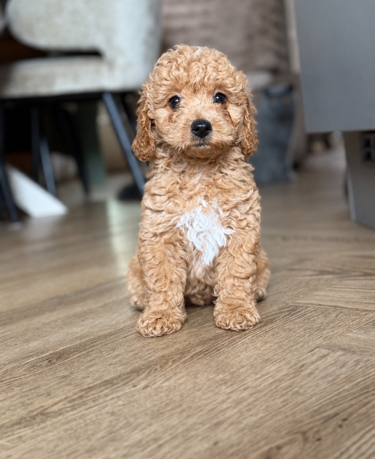 Mini (labra)doodle pups mogen het nestje verlaten, Nederland, Overige rassen, CDV (hondenziekte), 8 tot 15 weken