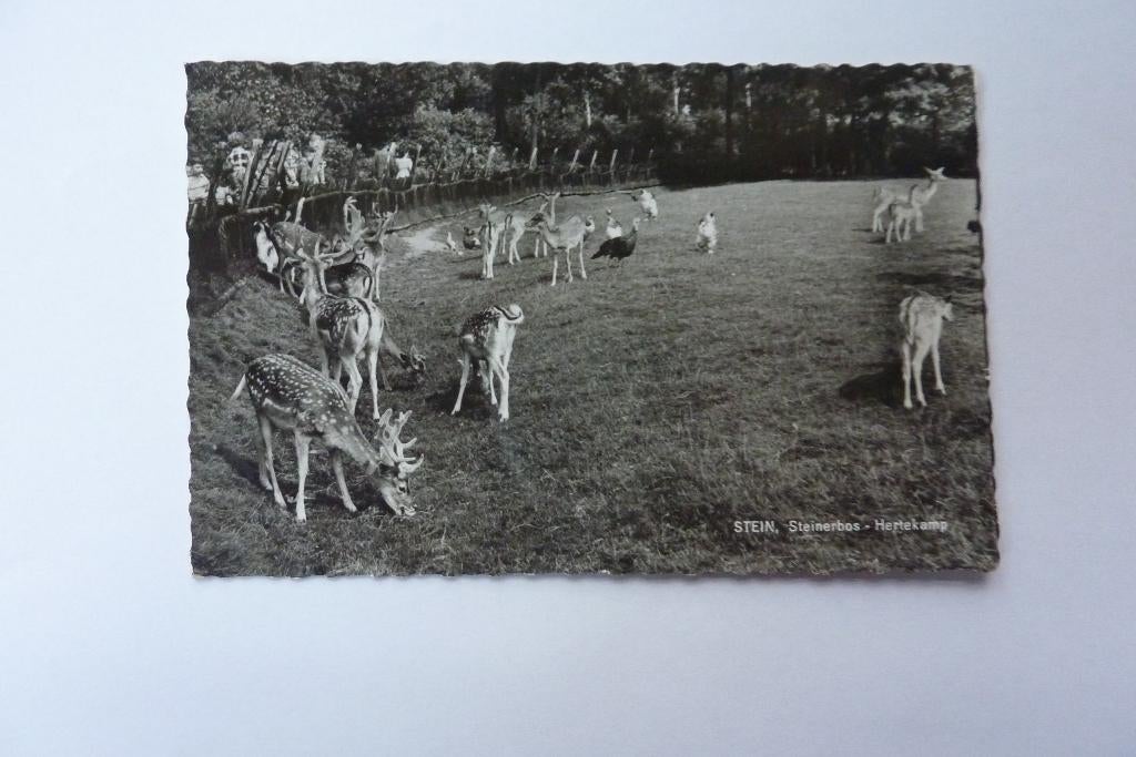 Stein Steinerbos Hertekamp 1963?, Ophalen of Verzenden, 1960 tot 1980, Gelopen, Limburg