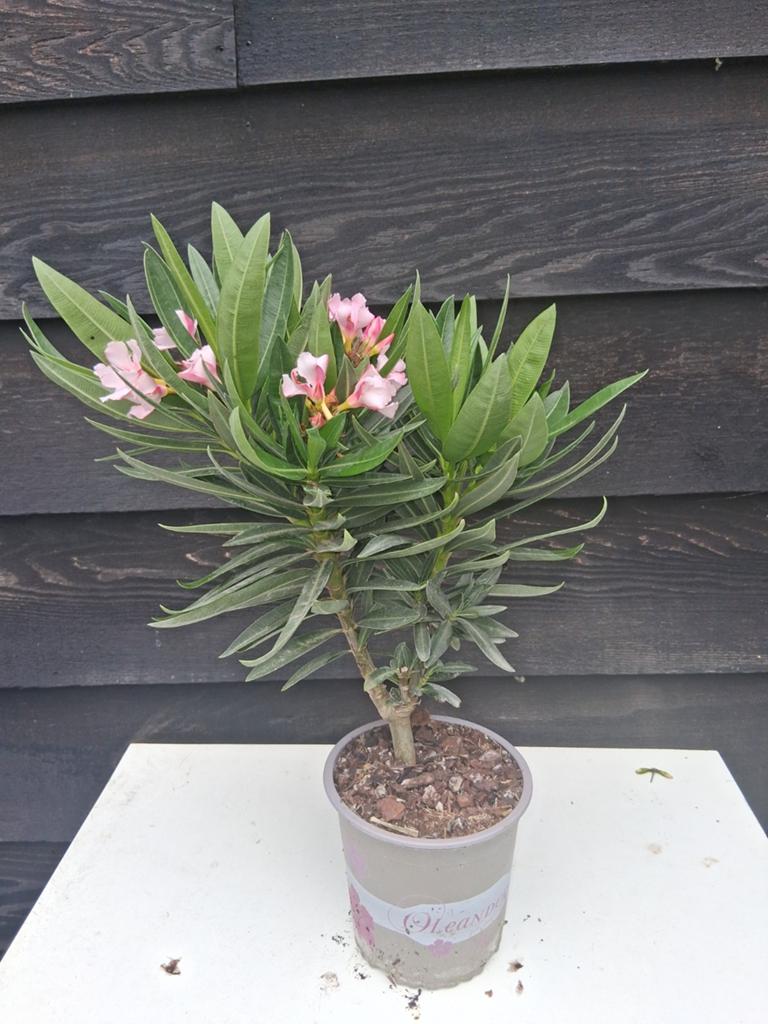 Oleanders, Ophalen, Overige soorten, Volle zon